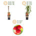 Himbeerpflanze 'Ottawa' - Rote Himbeeren, 2 Pflanzen, 50cm Bild 4