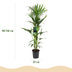 Howea Forsteriana (Kentia Palme) – Pflegeleicht, 140-150cm Bild 3