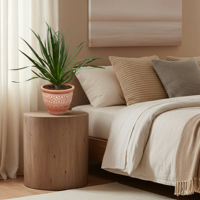 Dracaena Draco - 100 cm - Ø24cm: Exotischer Drachenbaum