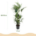 Green boutiQ – Zimmerpflanze – Howea Forsteriana – Kentia-Palme – Pflegeleicht – Grün – 1 Pflanze – Topf 27 cm – Höhe 160–170 cm Bild 3