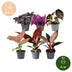 Baby Paradise Mix: 6 tropische Zimmerpflanzen, bunte Vielfalt, Ø6cm Bild 5