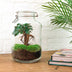 Bottle Garden Ficus Ginseng Bonsai DIY Kit with Accessories & Instructions Bild 3