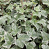 48x Efeu 'Glacier' (10-25cm) - Ø9cm Bild 5