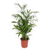 Chamaedorea Seifrizii Palm, 140 cm, ø27 Pot Bild 1