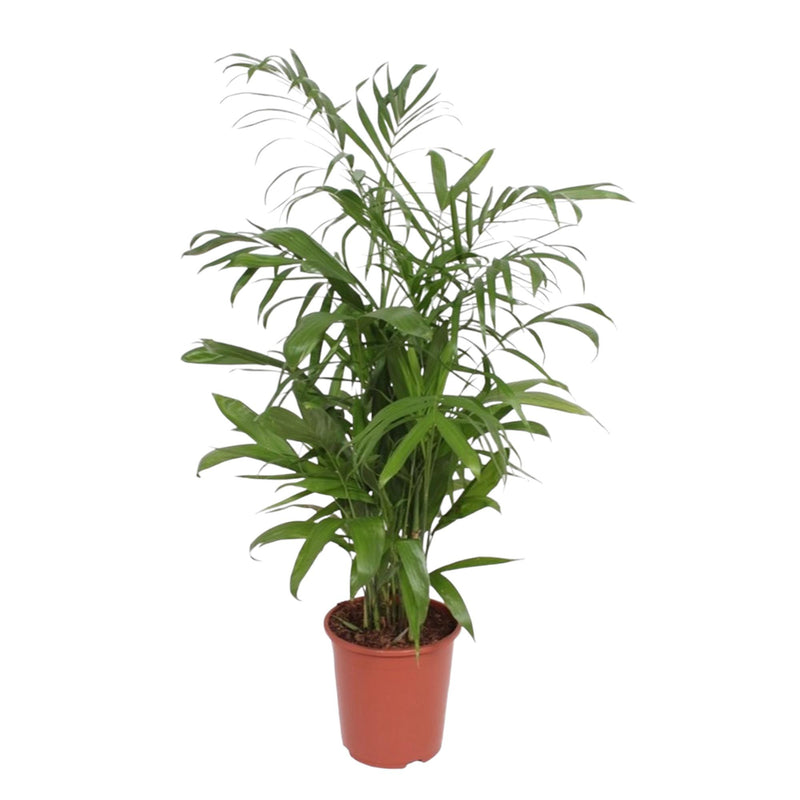 Chamaedorea Seifrizii Palm, 140 cm, ø27 Pot