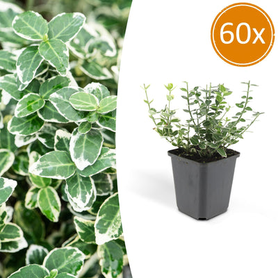 60x Euonymus fort. 'Emerald Gaiety' - 10-25cm - Topf Ø9cm