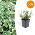 60x Euonymus fort. 'Emerald Gaiety' - 10-25cm - Pot Ø9cm Bild 1