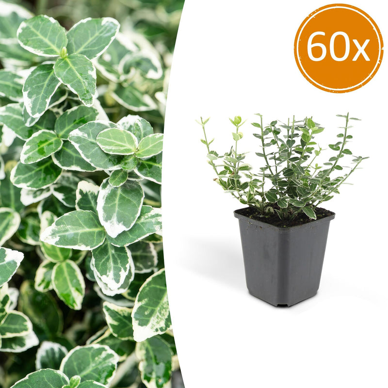 60x Euonymus fort. 'Emerald Gaiety' - 10-25cm - Pot Ø9cm