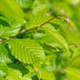 GreenboutiQ Hornbeam Hedge: 6x Carpinus betulus, 1m, 17cm pot, 55cm height Bild 5