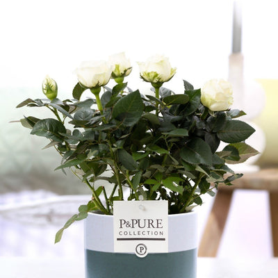 Rosa White In P&PURE Lauren Ceramics - Ø12cm - ↕30cm