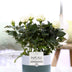 Pink Artificial Flower in P&PURE Ceramic Pot by Lauren Ceramics Bild 1
