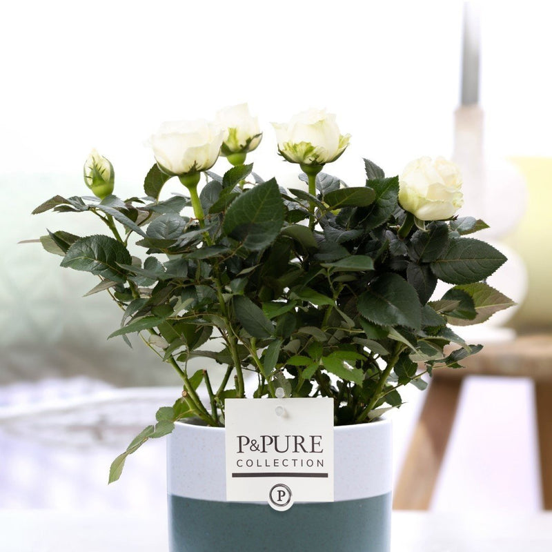 Pink Artificial Flower in P&PURE Ceramic Pot by Lauren Ceramics