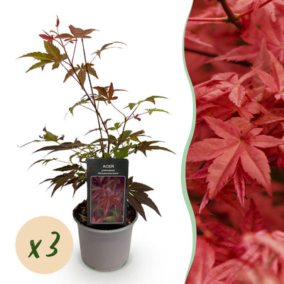 Acer palmatum Atropurpureum: 3 Lila Japanische Ahorn, 12cm Topf
