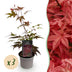 Acer palmatum Atropurpureum: 3 Lila Japanische Ahorn, 12cm Topf Bild 1