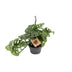 Monstera Monkey Leaf Ø14cm - Tropical Elegance for Your Home Bild 1