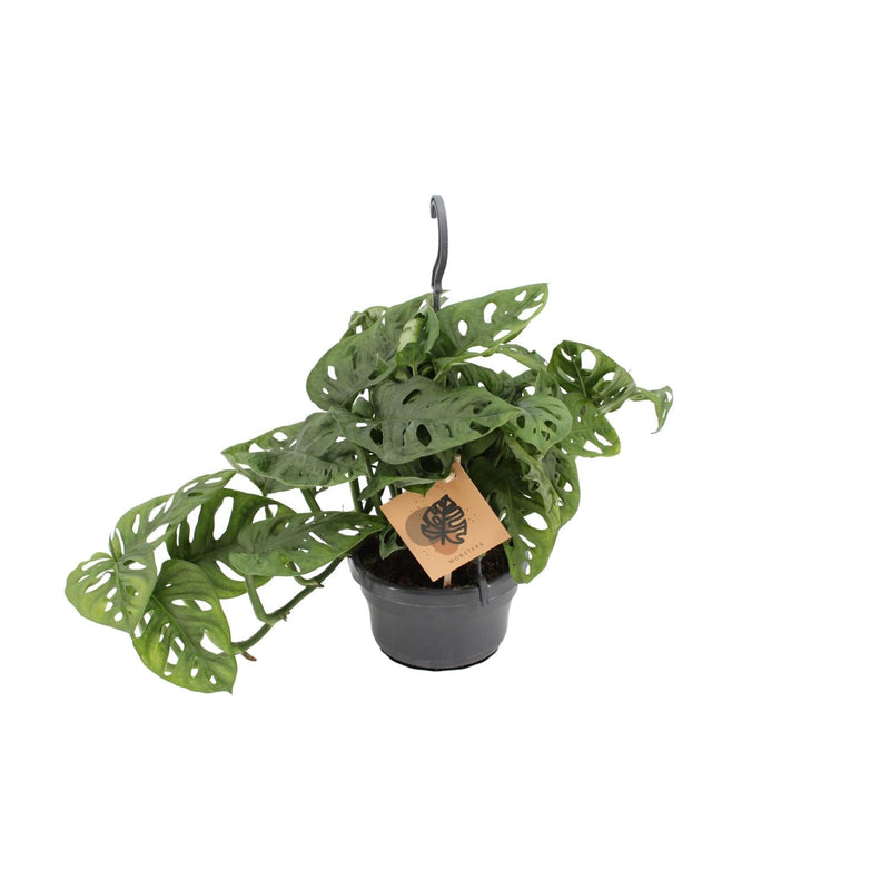 Monstera Monkey Leaf Ø14cm - Tropical Elegance for Your Home