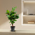 Ficus Lyrata Geigenfeige 130cm im Ø27cm Topf Bild 3