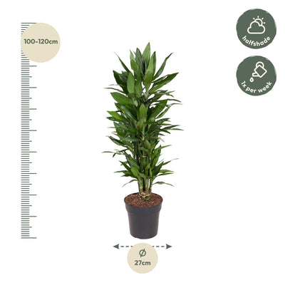 Dracaena Janet Craig verzweigt – 110 cm – Ø27 – Pflegeleichte Zimmerpflanze