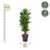 Dracaena Janet Craig verzweigt – 110 cm – Ø27 – Pflegeleichte Zimmerpflanze Bild 2
