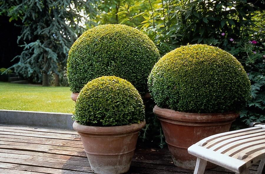 12x Buchsbaum (Buxus Sempervirens) 10-25cm im Ø9cm Topf