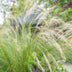 48x Federgras 'Ponytails' (Stipa tenuissima), 10-25cm, Ø9cm Bild 5