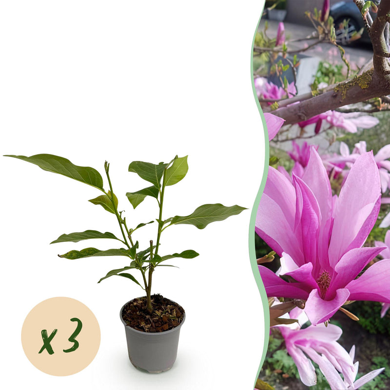 Magnolia Susan, 3 Pflanzen, Lila Blüte, Topf 12cm, Höhe 30cm