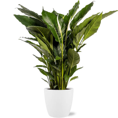Spathiphyllum Sweet Sebastiano - Ø24cm - ↕110cm + Pot Brussels D25x23cm - Weiß
