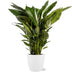 Spathiphyllum Sweet Sebastiano - Ø24cm - ↕110cm + Pot Brussels D25x23cm - Weiß Bild 1