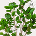 Artificial plant Polyscias Aralia, 150 cm – Natural decoration without effort Bild 2