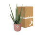 Aloe Vera 12cm im ELHO Vibes Fold Topf 14cm Rosa Bild 5