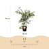 Japanischer Ahorn 'Beni Maiko' - Roter Laubabwerfender Baum, Topf 26cm Bild 3