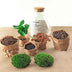Flaschengarten - Sammie Coffea - ↕ 26 cm - Keine Werkzeuge Bild 3