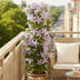 4x Clematis Justa, Fliederblüten, 65cm Höhe, Ø15 Topf Bild 3