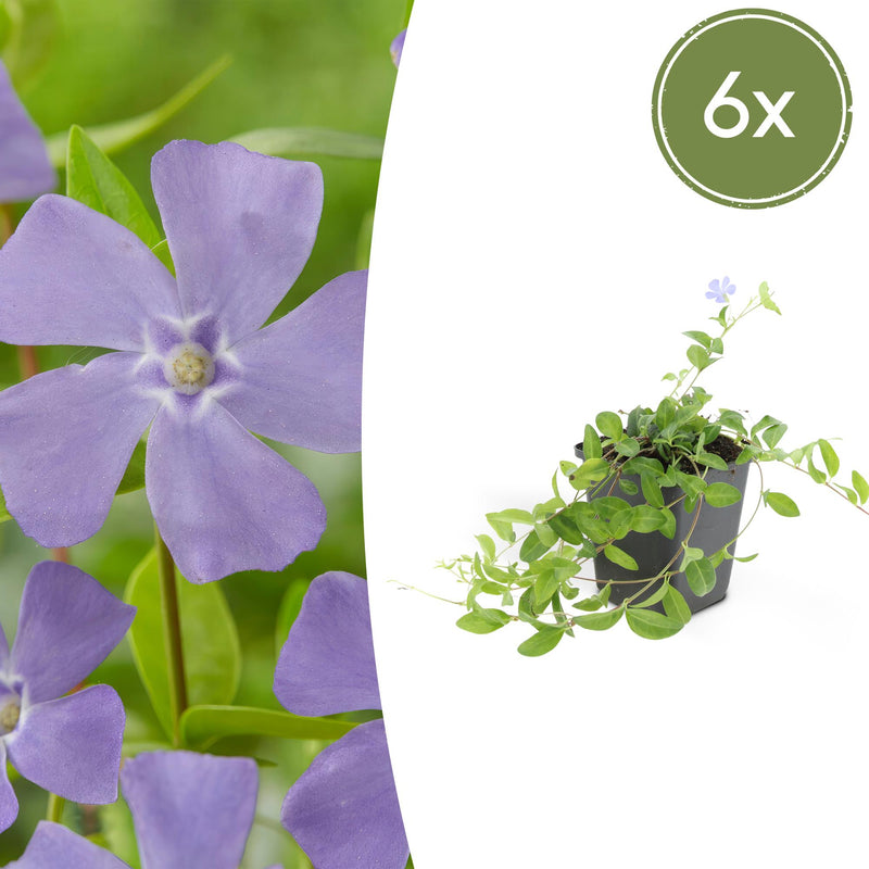 6x Vinca minor Bodendecker, 10-25cm, im 9cm Topf