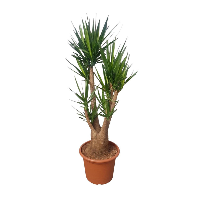 Verzweigte Yucca Elephantipes - 190 cm - Ø55 cm