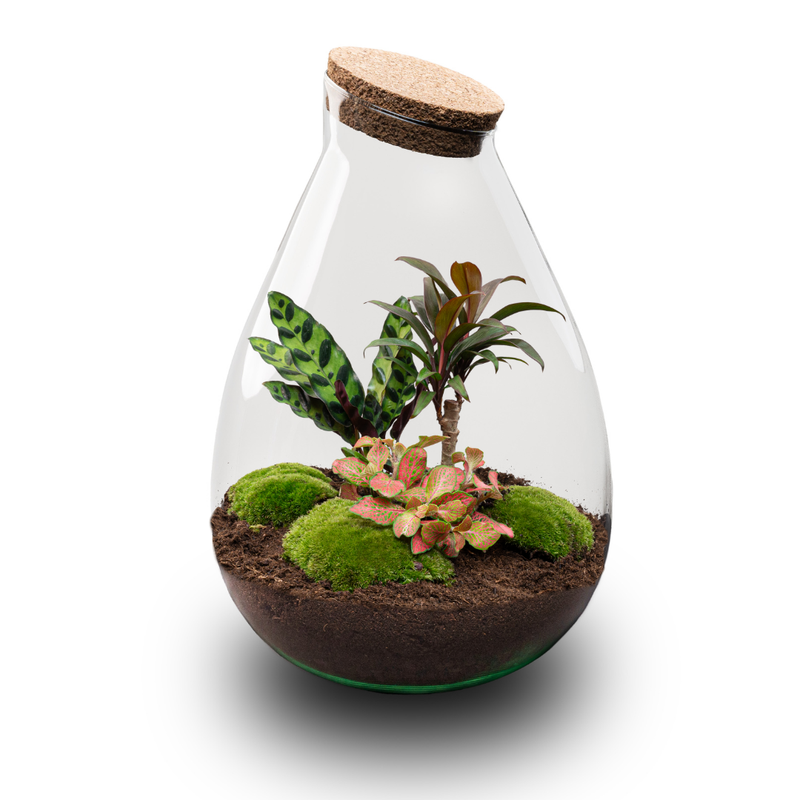 Bottle Garden Drop XL Red: Self-sufficient Mini Ecosystem (37 cm)