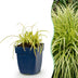 Green boutiQ - Grasses - Carex oshimensis Evergold - Japanese Sedge - Evergreen - Yellow-Green - 6 Plants - 11cm Pot - Height 15-25cm Bild 1