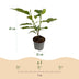 GreenboutiQ Magnolia Ricki, 3 plants, red flower, robust Bild 3