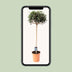 Edle Olive (Olea europaea) - Ø19cm, 80cm hoch Bild 5