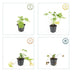48x Geranium macr. 'Spessart' - Bodendecker, 10-25cm Bild 4