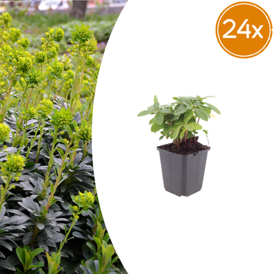 24x Euphorbia amygdaloides 'Robbiae' - 10-25cm Höhe - Ø9cm Topf