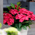 Hortensie 'Ruby Tuesday & Saphire' im 23cm Topf, ca. 55cm hoch, rote Blüte Bild 5