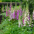 48x Digitalis purpurea (Foxglove) – 10-25cm, Ø9cm Bild 7