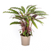Calathea Rufibarba Ø17cm - ↕40 - 50cm Bild 1