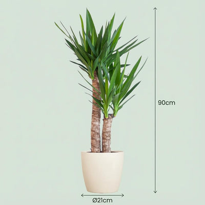 Yucca Palmlilie mit weißem Topf – 90cm – Ø21