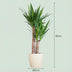 Yucca Palmlilie mit weißem Topf – 90cm – Ø21 Bild 2