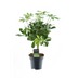 Schefflera Compacta Nora - Ø14cm - ↕50cm Bild 1