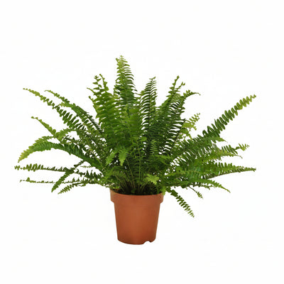 Nephrolepis 'Green Lady' - Boston Farn im Ø12cm Topf, 30cm Höhe