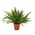 Nephrolepis 'Green Lady' - Boston Farn im Ø12cm Topf, 30cm Höhe Bild 1