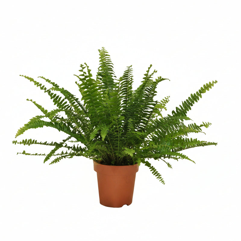 Nephrolepis 'Green Lady' - Boston Farn im Ø12cm Topf, 30cm Höhe